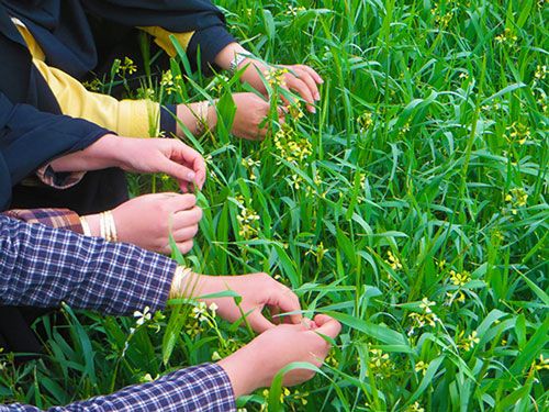 گره زدن سبزی